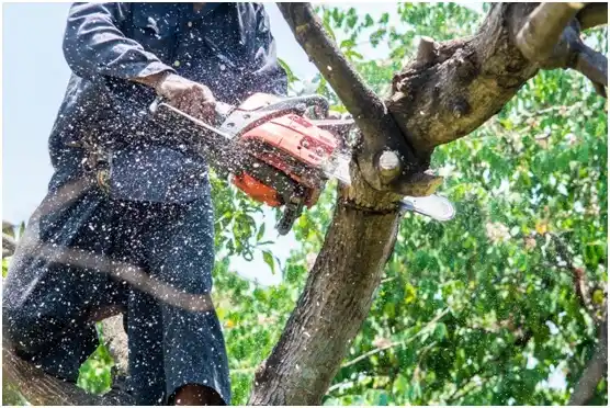 tree services Perryopolis